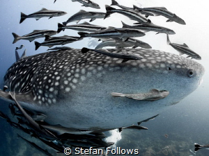 "But, all I can do is stare ... " Pharcyde. Whale Shark -... by Stefan Follows 